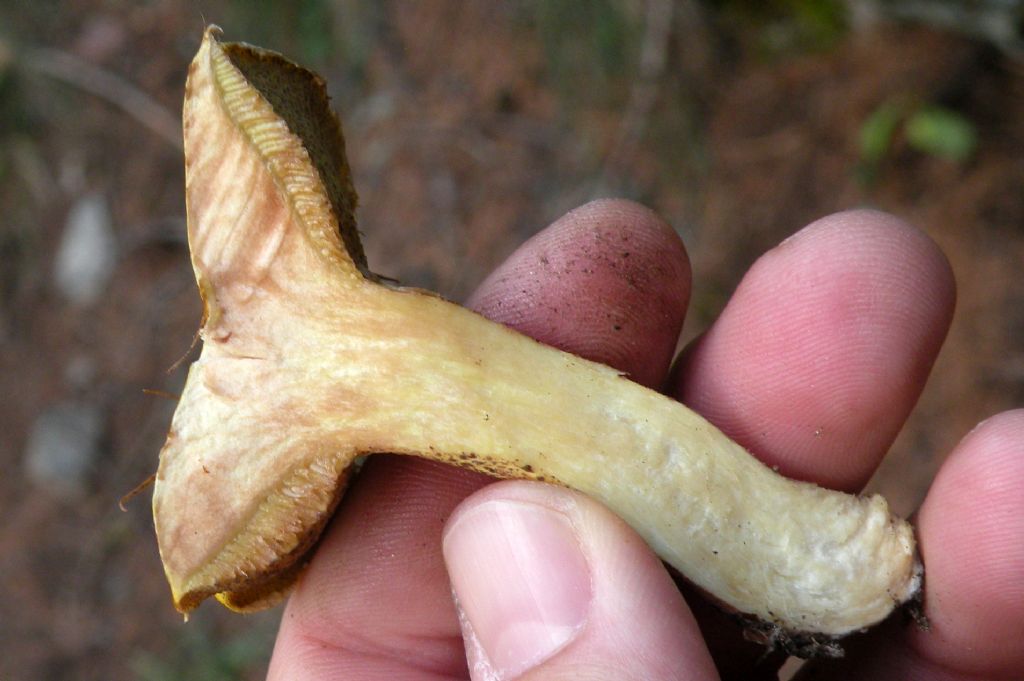 Due ipotesi, inadeguate